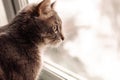 grey cat is looking out of the window Royalty Free Stock Photo