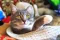 Grey cat sits in straw hat Royalty Free Stock Photo