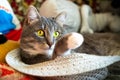 Grey cat sits in straw hat Royalty Free Stock Photo