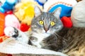 Grey cat sits in straw hat Royalty Free Stock Photo