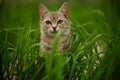 Young grey cat sits in tall green grass in a spring garden Royalty Free Stock Photo