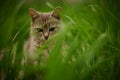 Young grey cat sits in tall green grass in a spring garden Royalty Free Stock Photo