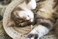 Grey cat is sleeping in straw hat Royalty Free Stock Photo