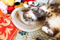 Grey cat is sleeping in straw hat Royalty Free Stock Photo