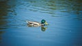 Young grey duck with beautiful green fur on his head Royalty Free Stock Photo