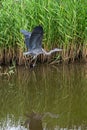 Juvenile grey heron, Ardea cinerea, in flight Royalty Free Stock Photo