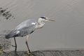 Young grey heron hunting in the river stour dorset england