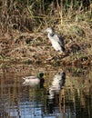 Young grey heron in wetlands Royalty Free Stock Photo