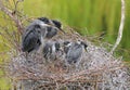 Young grey herons Ardea cinerea on nest Royalty Free Stock Photo