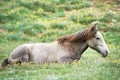 Young grey horse on green grass pasture Royalty Free Stock Photo