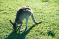 Young grey kangaroo eating grass Royalty Free Stock Photo