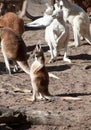 Young kangaroo standing in front of a group of kangaroos Royalty Free Stock Photo