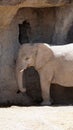 Young elephant resting in the shade Royalty Free Stock Photo