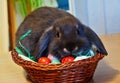 Young grey rabbit with flappy ears, sitting in easter egg nest