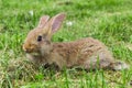 Young grey rabbit is lying on grass.