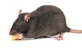Gray rat with cheese Royalty Free Stock Photo