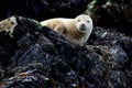 Young Grey Seal Royalty Free Stock Photo