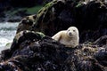 Young Grey Seal Royalty Free Stock Photo