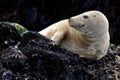 Young Grey Seal Royalty Free Stock Photo
