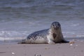 Young grey seal Royalty Free Stock Photo