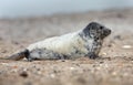 Young grey seal Royalty Free Stock Photo