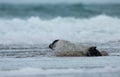Young grey seal Royalty Free Stock Photo