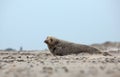 Young grey seal Royalty Free Stock Photo