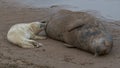 Young grey seal pup feeding Royalty Free Stock Photo