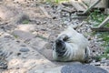 A young seal pup lying on the ground. Royalty Free Stock Photo