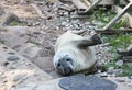 A young grey seal pup Royalty Free Stock Photo