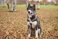 Young grey siberian husky