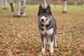 Young grey siberian husky