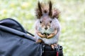 Young grey squirrel sitting on bag and looking in camera Royalty Free Stock Photo