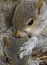 Young Grey Squirrels