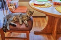 Young grey tabby cat occupies a seat in front of a set kitchen table Royalty Free Stock Photo