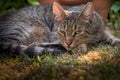 Young grey tabbycat is lying in the grass and looks a bit annoyed