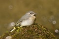 Young Grey Wagtail Royalty Free Stock Photo