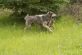 Wolf Pup Playing with Alpha Male Royalty Free Stock Photo