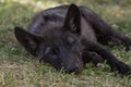 Tired Black Wolf Puppy Royalty Free Stock Photo