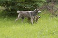 Wolf Pup Being Submissive to Alpha Male Royalty Free Stock Photo