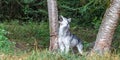 Young Grey Wolf Royalty Free Stock Photo