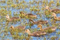 Young Greylag Goose goslings in a pond Royalty Free Stock Photo