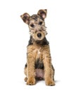 Young Grizzle and tan Lakeland Terrier dog sitting, three months old
