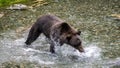 Young Grizzly bear catching salmon in the river