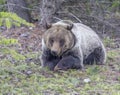 Young grizzly bear lying with paws folded