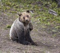 Young grizzly bear scratching in seated position