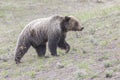 Young grizzly bear walking in grass from forest
