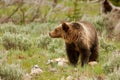 Young Grizzly bear in Yellowstone National Park, Wyoming