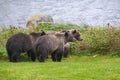 Young grizzlys in Alaska