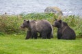 Young grizzlys in Alaska